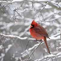 Northern Cardinal In Snow by Emma Zhao