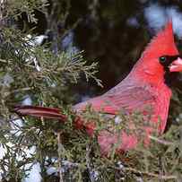 Cardinal Cardinalis Cardinalis In Pine by Animal Images