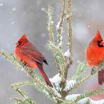 Northern Cardinal Males In Spruce Tree by Richard and Susan Day