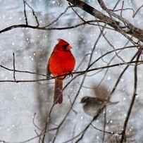 Blue Eyes in the Snow Cardinal by Betsy Knapp