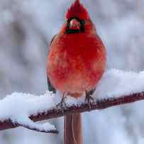 Northern Cardinal In Snow by Emma Zhao