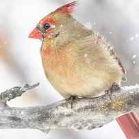 Female Cardinal in a snow storm by Jim Hughes