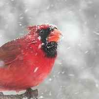 Cardinal in a Minnesota snow storm by Jim Hughes