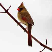 Female Cardinal In Winter White Scene - Would Make Beautiful Pillow by Peter Herman