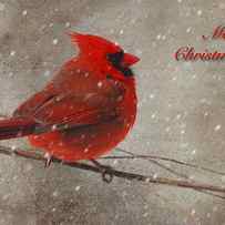 Red Bird In Snow Christmas Card by Lois Bryan