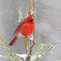 Northern Cardinal Male In Spruce Tree by Richard and Susan Day