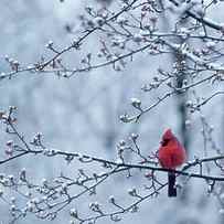 Cardinal Sitting In Apple Tree Spring by Animal Images