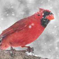 Cardinal in a Snowstorm by Jim Hughes