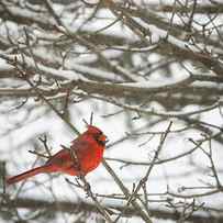 Winter Cardinal by Ben Neumann