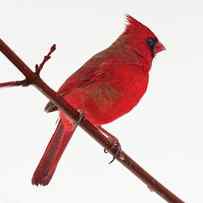 Male Cardinal in winter white scene - would make beautiful pillow by Peter Herman