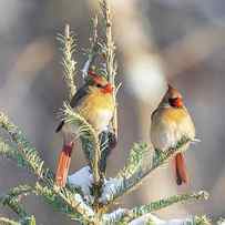 Northern Cardinal Females In Spruce by Richard and Susan Day