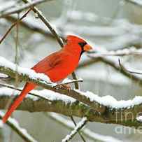 Cardinal in Snow by Laura D Young