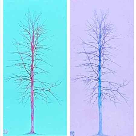 Solitaire, pastel tree painting by Lori Bagneres | Effusion Art Gallery + Cast Glass Studio, Invermere BC