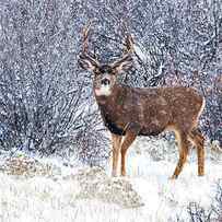 Winter Buck by Darren White