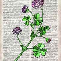 Clover Dictionary Page Watercolor Art by Irina Sztukowski