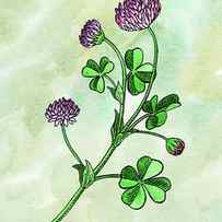 Watercolor Lucky Clover Flower Botanical by Irina Sztukowski