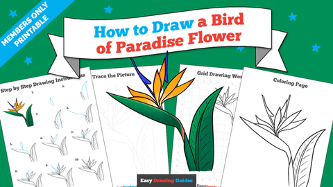 Printables thumbnail: How to Draw a Birdy of Paradise Flower