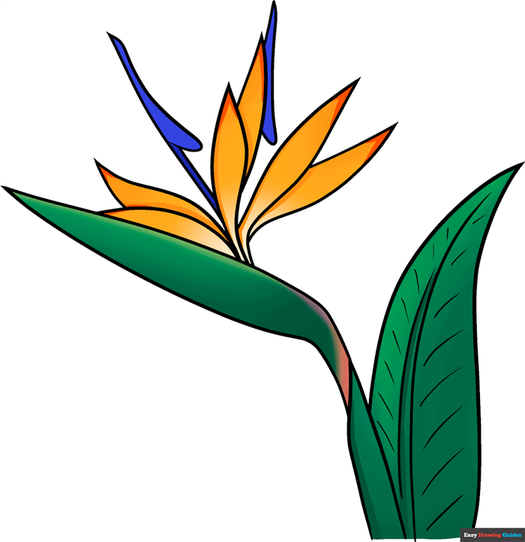 how to draw a bird of paradise flower featured image