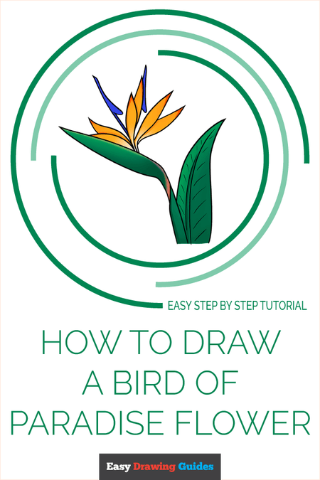 how to draw a bird of paradise flower pinterest image