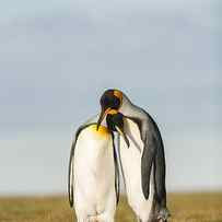 King Penguins Couple by Joan Gil Raga