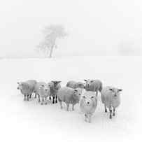 Winter Woollies by Janet Burdon