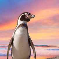 Cute Penguin With Sunset Background by Eric Gevaert