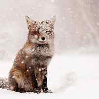 Fairytale Fox _ Red Fox in a Snow Storm by Roeselien Raimond