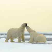 Wildlife Scene From The Arctic Couple by Ondrej Prosicky