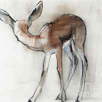 Gazelle Fawn Arabian Gazelle by Mark Adlington