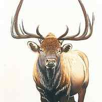 Painting Bull Elk animal mammal deer nature wildl by N Akkash