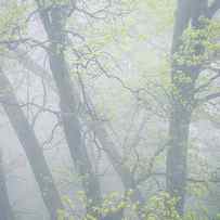 Black Oaks with Fresh Green Leaves by Alexander Kunz