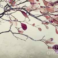 Pink Blueberry Leaves by Priska Wettstein