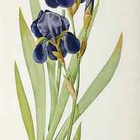 Iris Germanica by Pierre Joseph Redoute