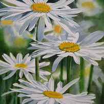 Daisy Garden by Sharon Freeman