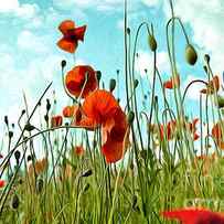 Red Poppy Flowers 03 by Nailia Schwarz