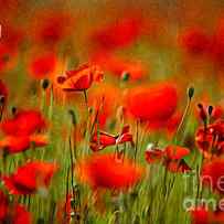 Red Poppy Flowers 02 by Nailia Schwarz