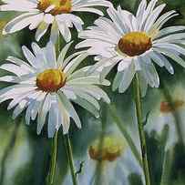 Daisy Trio by Sharon Freeman