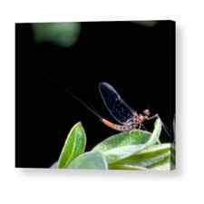 Adult Mayfly Perched On A Cluster Of Leaves Acrylic Print by Tim Fearon/science Photo Library.