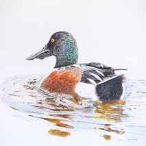 Original art for sale at UGallery.com | A Northern Shoveler Churning by Emil Morhardt | 8.039 zł | acrylic painting | 30