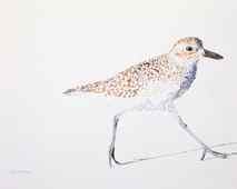 Original art for sale at UGallery.com | Black-Bellied Plover #9 by Emil Morhardt | 1.799 zł | watercolor painting | 16