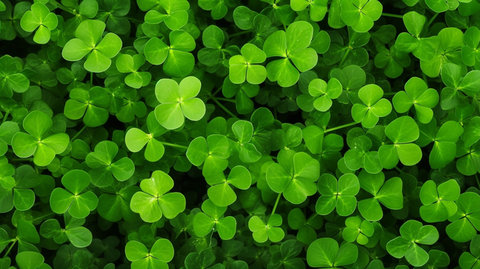 vibrant shamrock alfalfa on a textured green background, Agriculture Field, Crop Field, Farmland Background image