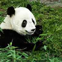 Giant Panda by Meghan Murphy