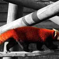 Red Panda by Martin Newman