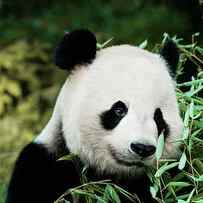 Giant Panda V by Jessie Cohen