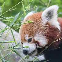 Red Panda by Martin Newman