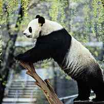 Giant Panda II by Jessie Cohen