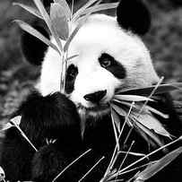 Black China Series - Panda by Philippe HUGONNARD