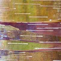 Chinese Red Bark Birch by Tim Gainey