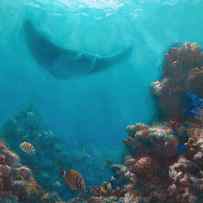Serenity - Hawaiian Underwater Reef and Manta Ray by K Whitworth