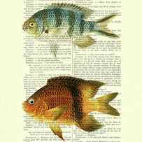 Fish species in color by Madame Memento